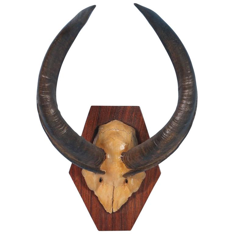 Large Vintage Exotic African Horns, circa 1950
