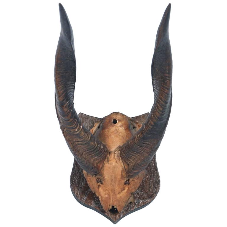 Large Exotic African Horns, circa 1950